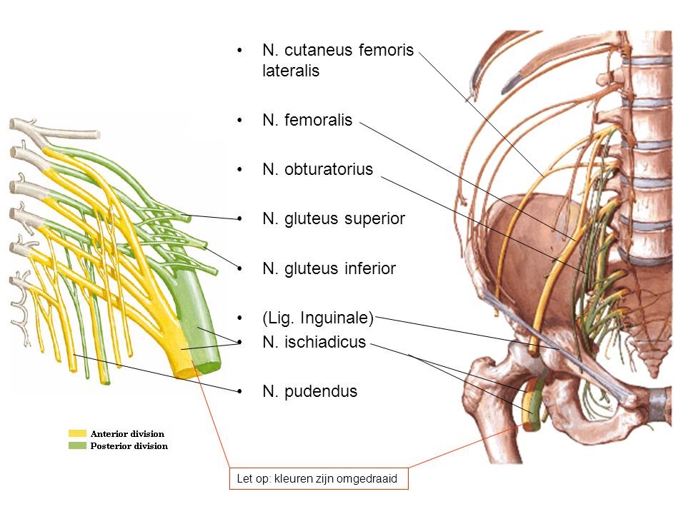N. cutaneus femoris lateralis