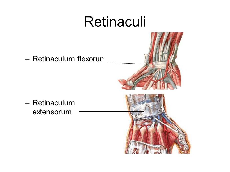 Retinaculi Retinaculum flexorum Retinaculum extensorum