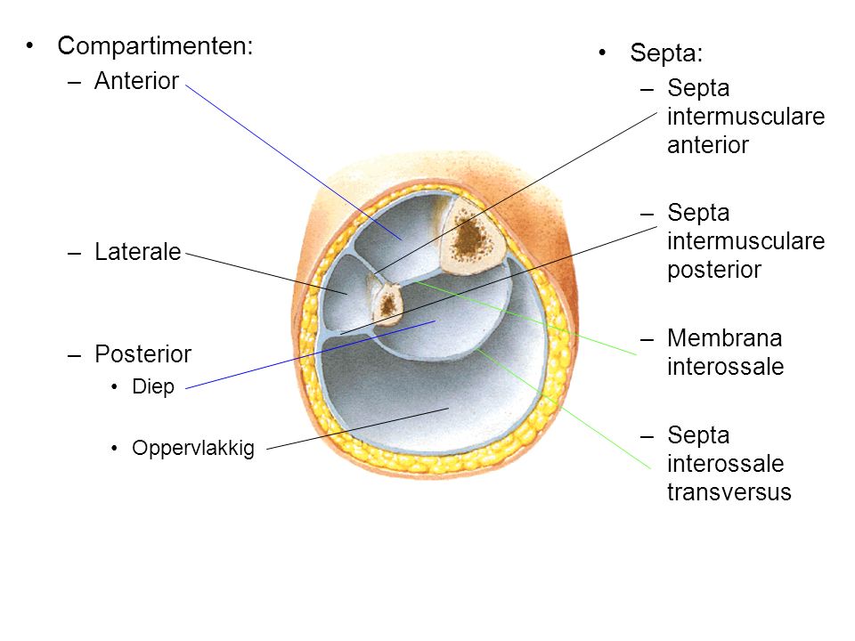 Compartimenten: Septa: Anterior Septa intermusculare anterior