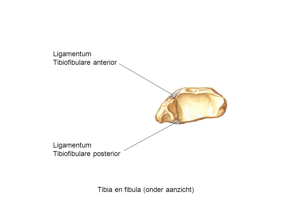 Ligamentum Tibiofibulare anterior