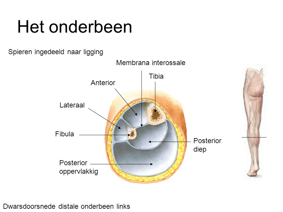 Het onderbeen Spieren ingedeeld naar ligging Membrana interossale