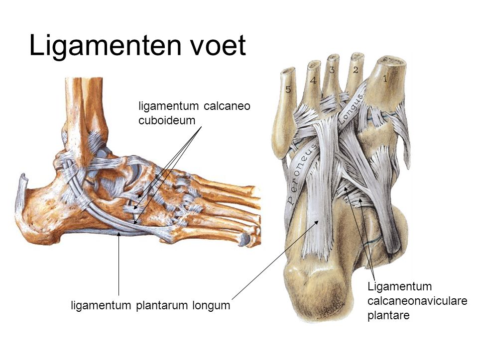 Ligamenten voet ligamentum calcaneo cuboideum Ligamentum
