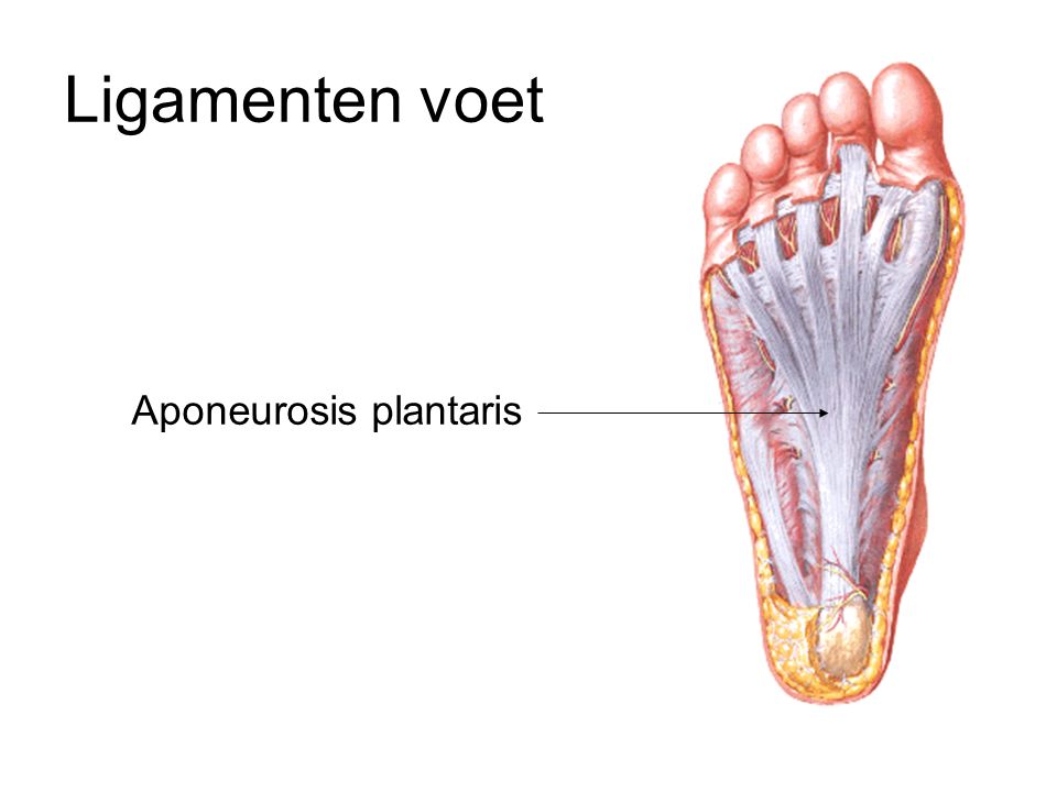 Ligamenten voet Aponeurosis plantaris