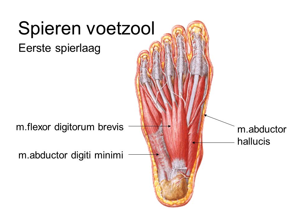 Spieren voetzool Eerste spierlaag m.flexor digitorum brevis m.abductor