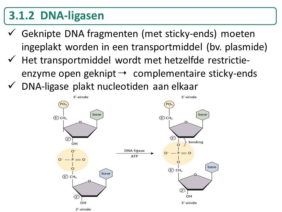 3.1.2 DNA-ligasen Geknipte DNA fragmenten (met sticky-ends) moeten ingeplakt worden in een transportmiddel (bv. plasmide)
