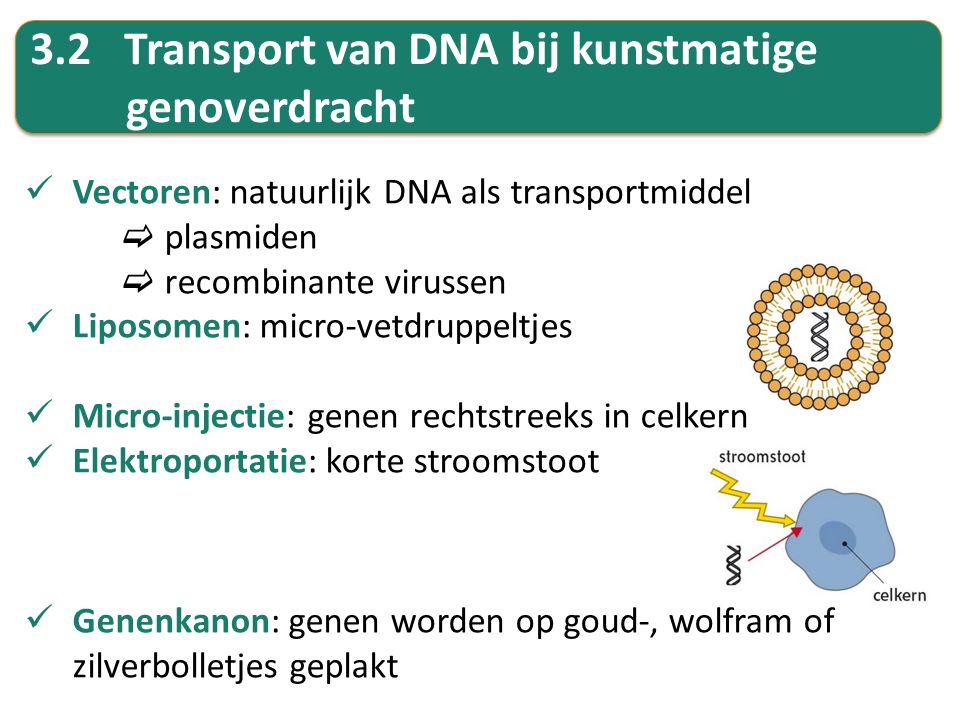 3.2 Transport van DNA bij kunstmatige genoverdracht