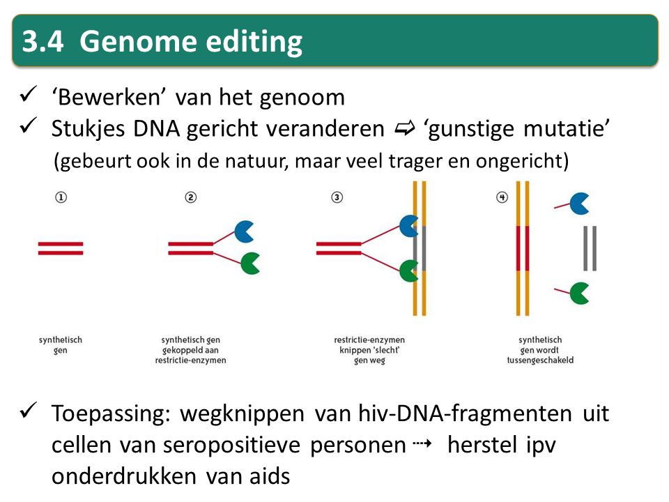 3.4 Genome editing ‘Bewerken’ van het genoom