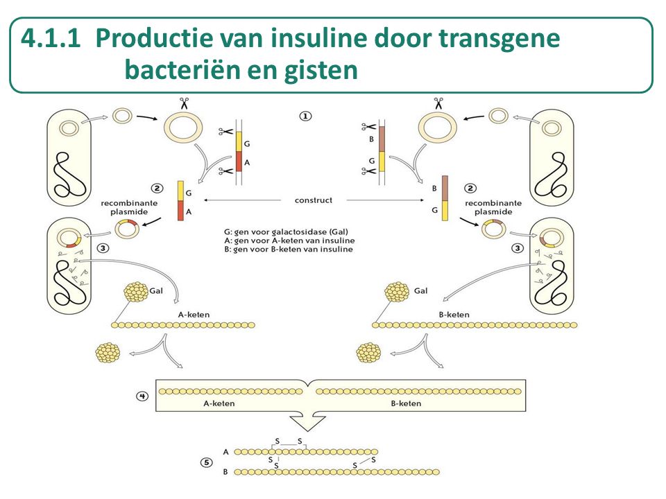 4.1.1 Productie van insuline door transgene bacteriën en gisten