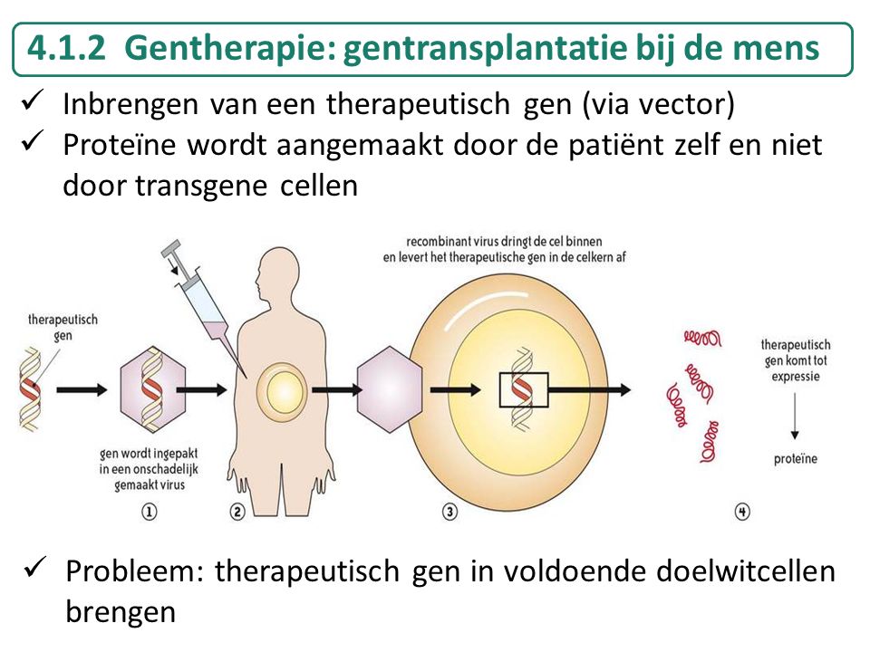 4.1.2 Gentherapie: gentransplantatie bij de mens
