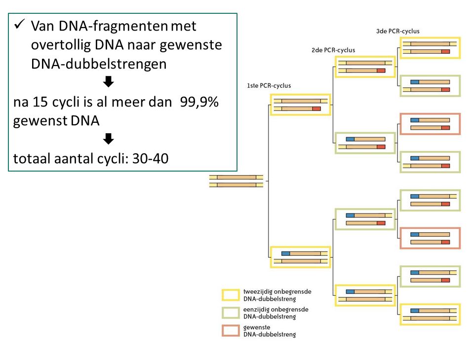Van DNA-fragmenten met overtollig DNA naar gewenste DNA-dubbelstrengen