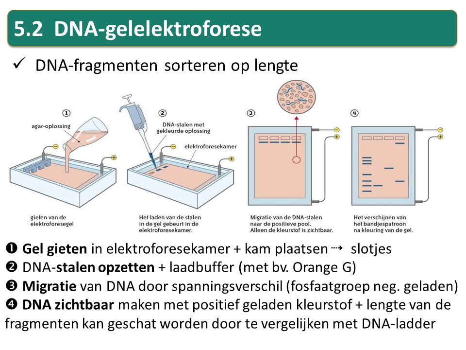 5.2 DNA-gelelektroforese
