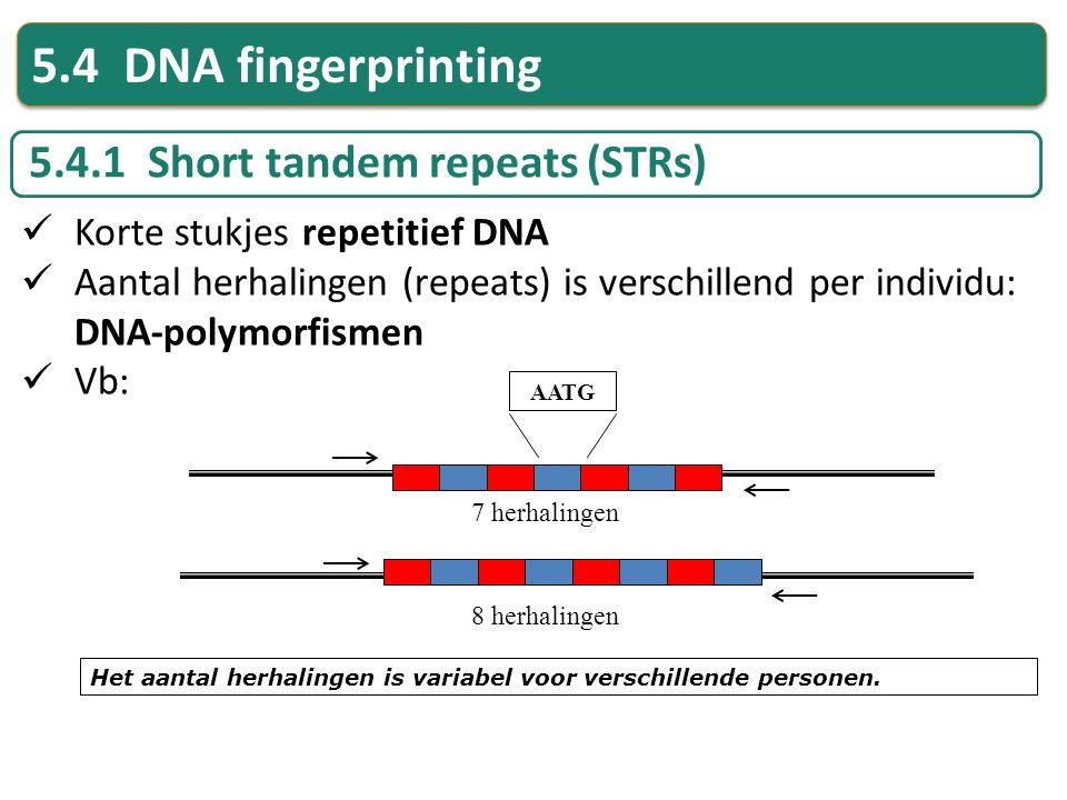 5.4 DNA fingerprinting Short tandem repeats (STRs)