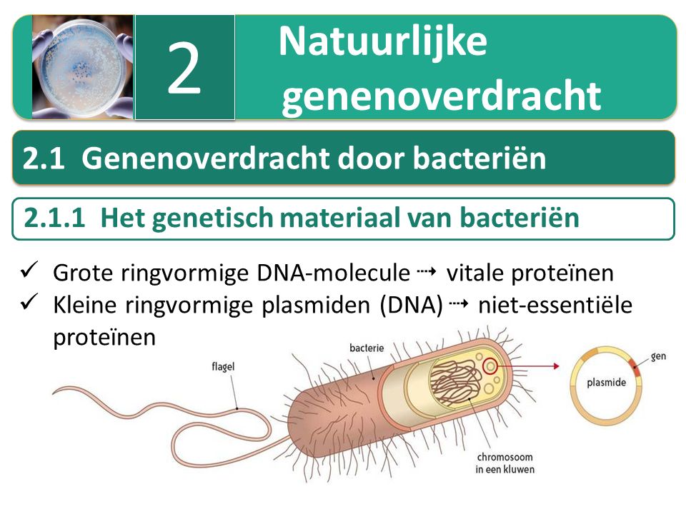 2 genenoverdracht 2.1 Genenoverdracht door bacteriën