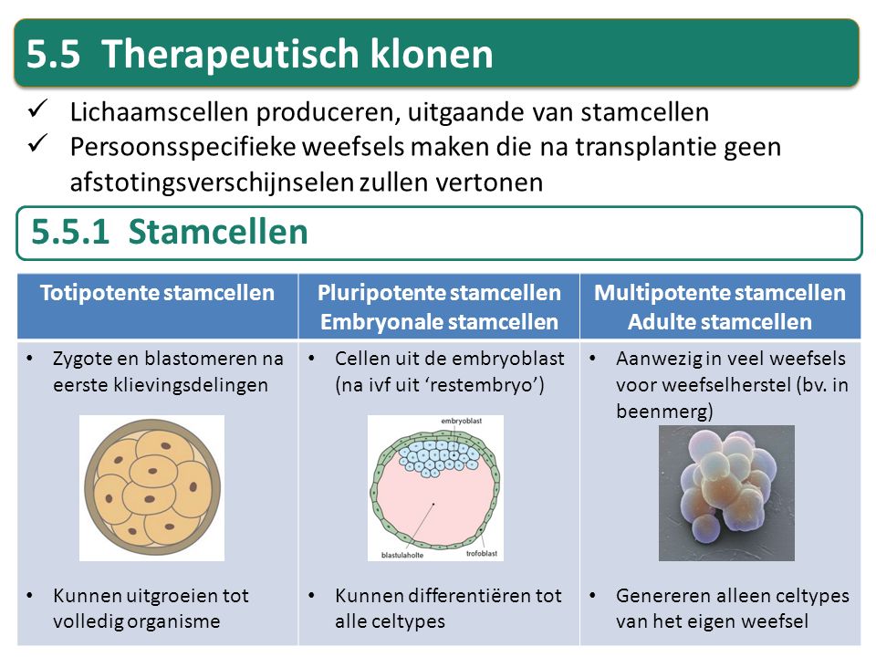 5.5 Therapeutisch klonen Stamcellen