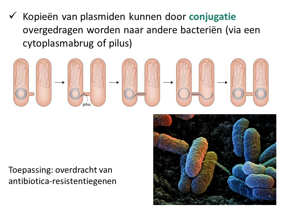 Kopieën van plasmiden kunnen door conjugatie overgedragen worden naar andere bacteriën (via een cytoplasmabrug of pilus)