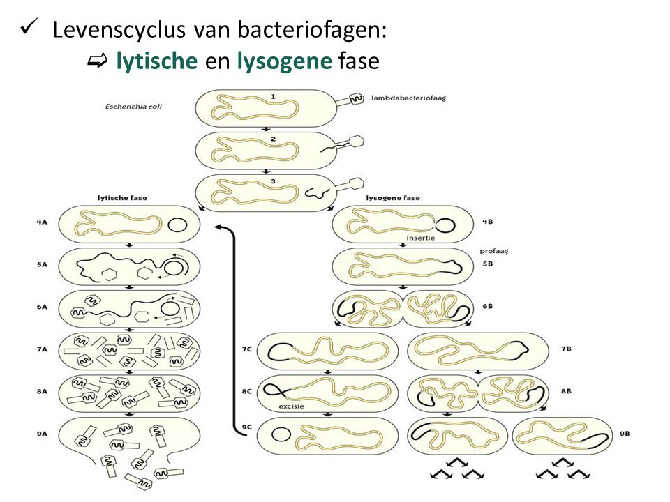 Levenscyclus van bacteriofagen: