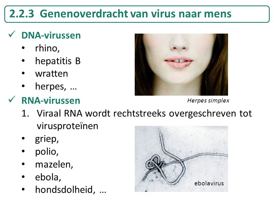 2.2.3 Genenoverdracht van virus naar mens