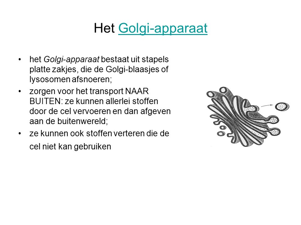 Het Golgi-apparaat het Golgi-apparaat bestaat uit stapels platte zakjes, die de Golgi-blaasjes of lysosomen afsnoeren;