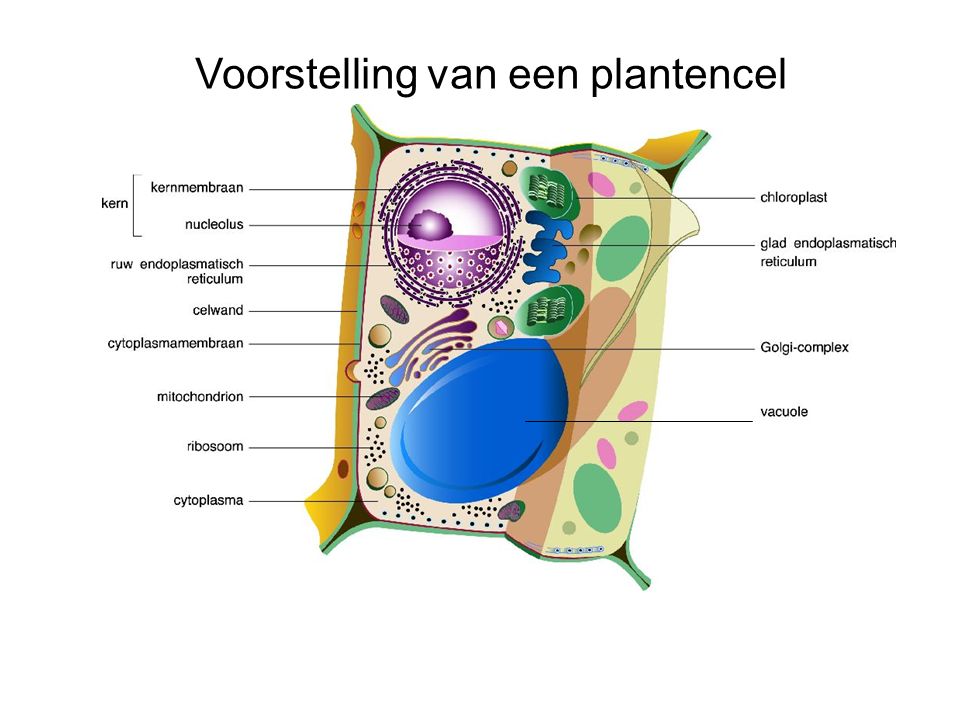 Voorstelling van een plantencel