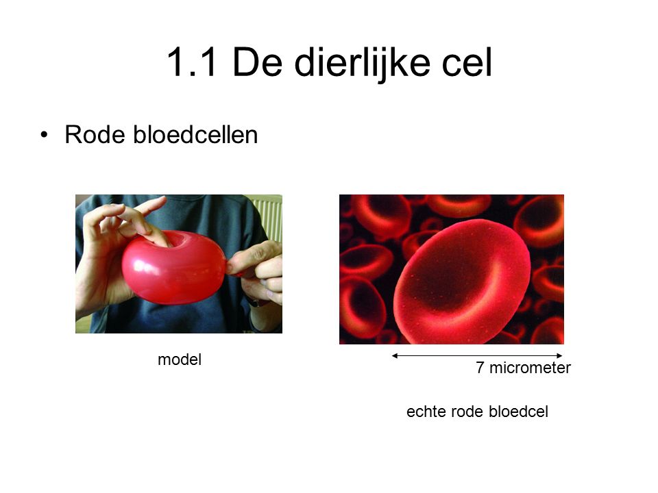 1.1 De dierlijke cel Rode bloedcellen model 7 micrometer