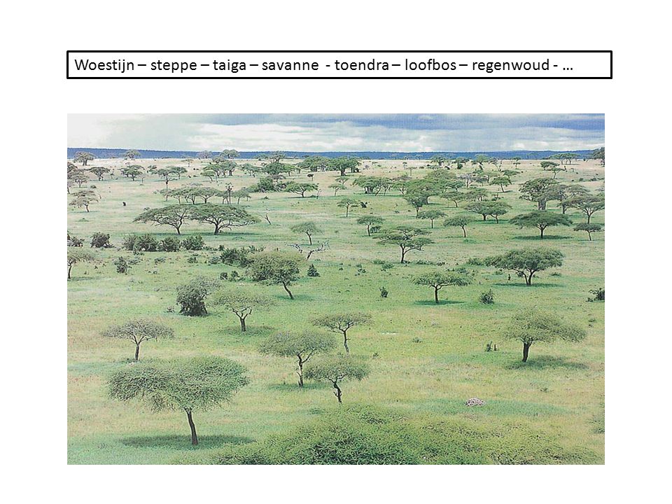 Woestijn – steppe – taiga – savanne - toendra – loofbos – regenwoud - …