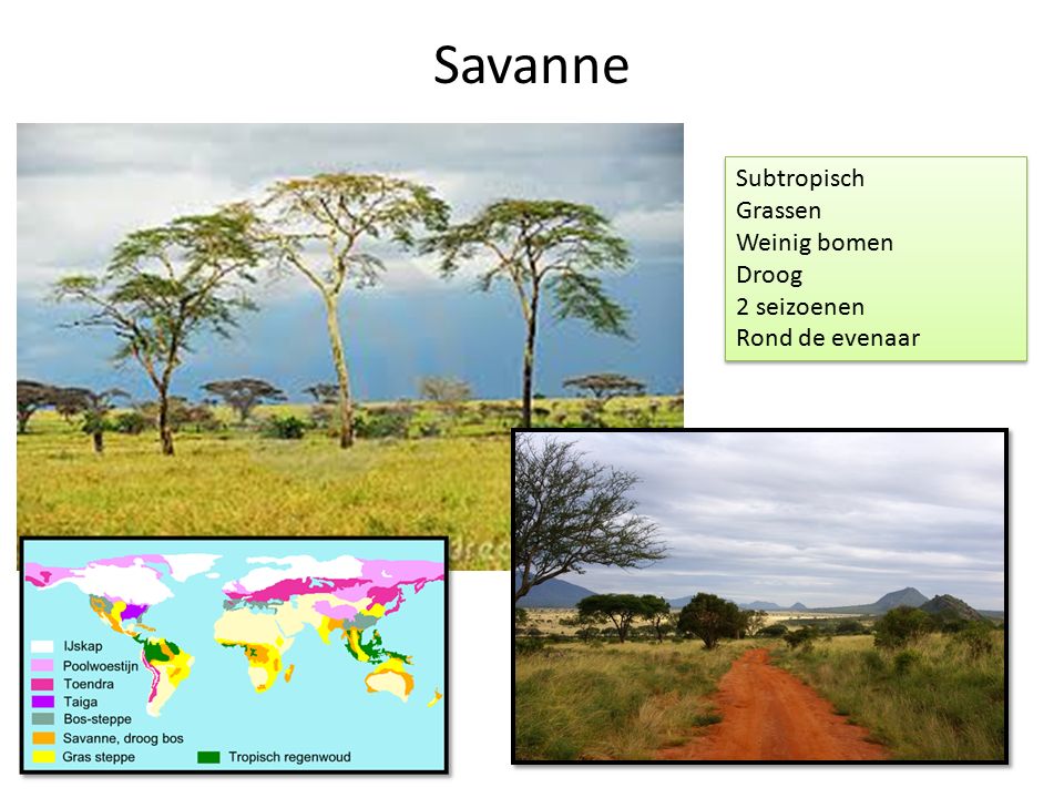 Savanne Subtropisch Grassen Weinig bomen Droog 2 seizoenen