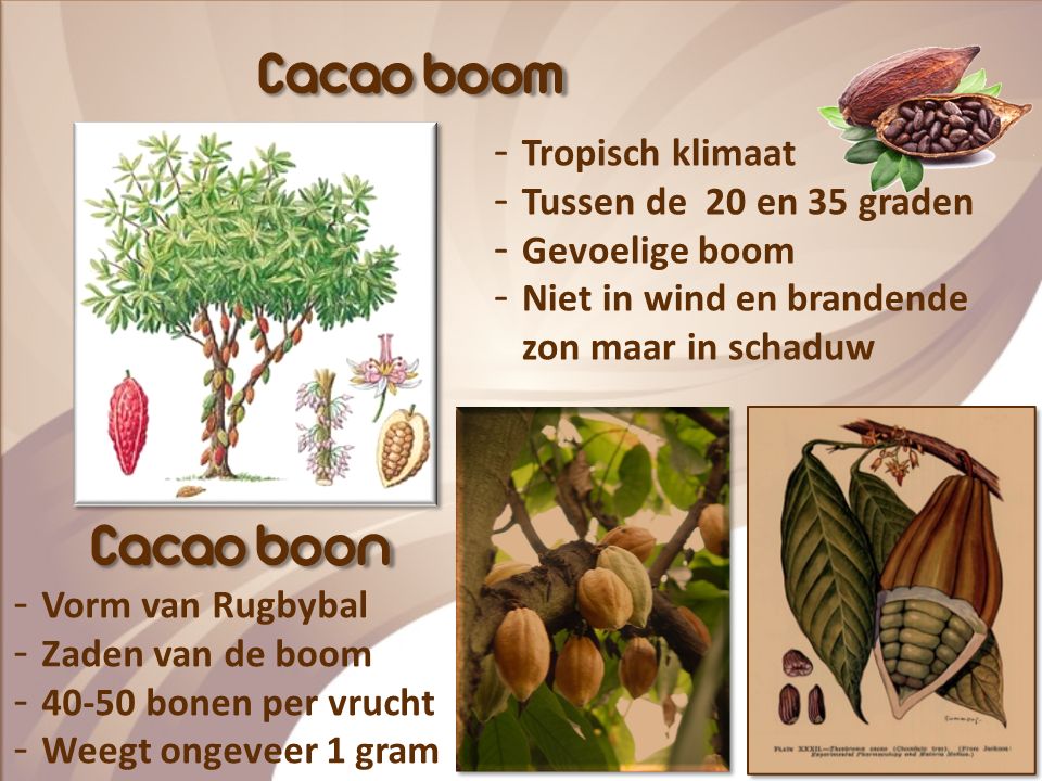 Cacao boom Cacao boon Tropisch klimaat Tussen de 20 en 35 graden