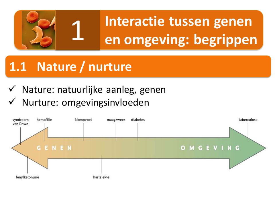 1 1.1 Nature / nurture Interactie tussen genen en omgeving: begrippen