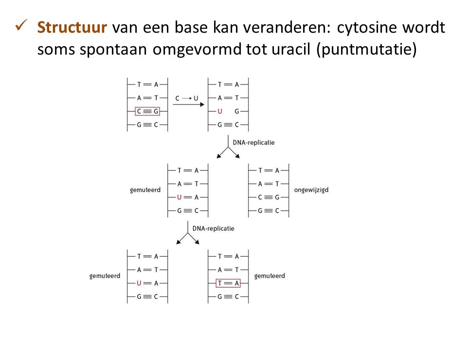 Structuur van een base kan veranderen: cytosine wordt soms spontaan omgevormd tot uracil (puntmutatie)